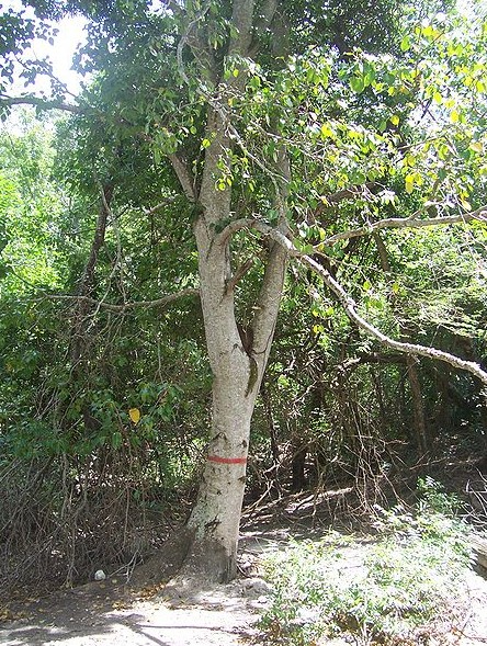 Árvore que pode causar cegueira, abóbora mais pesada do mundo, couve-flor de 27 quilos: relembre recordes do mundo vegetal