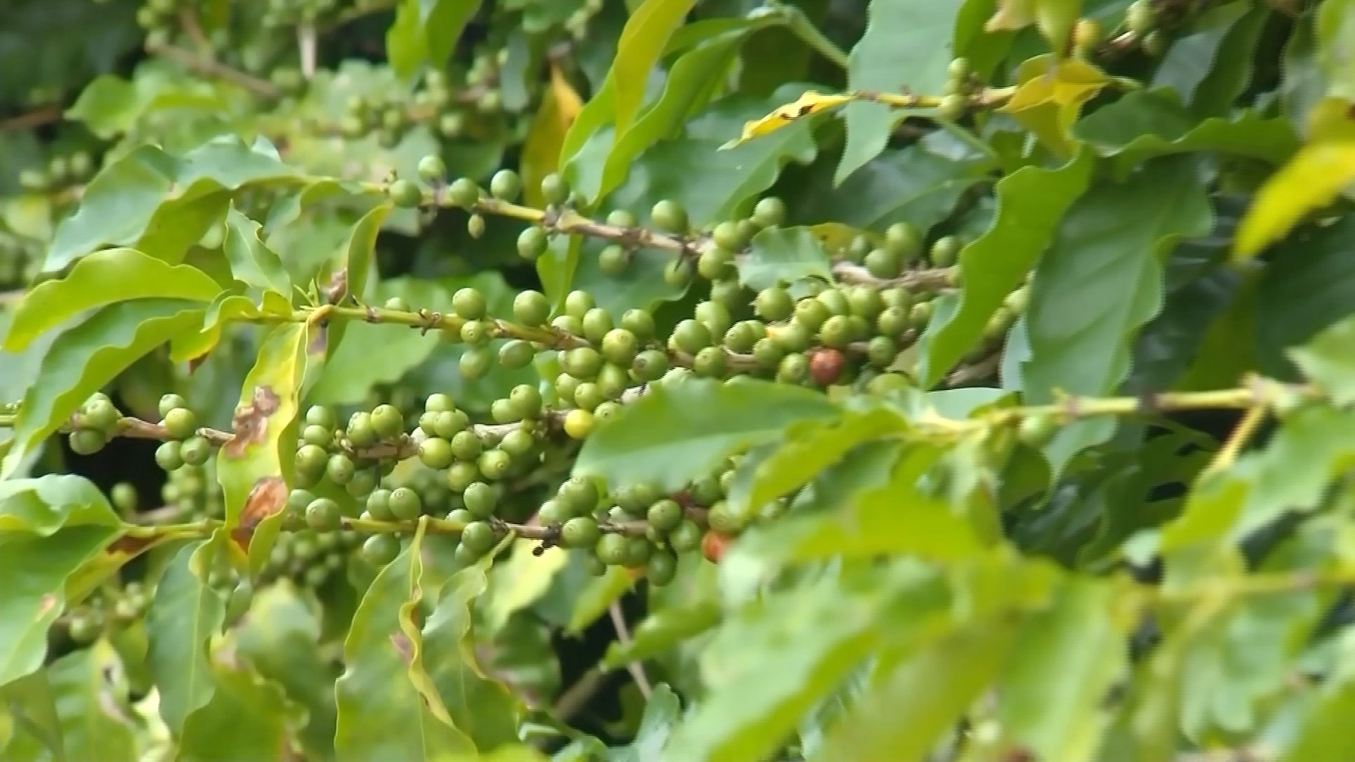 Produtores de café estão otimistas com safra no Centro-Oeste de SP