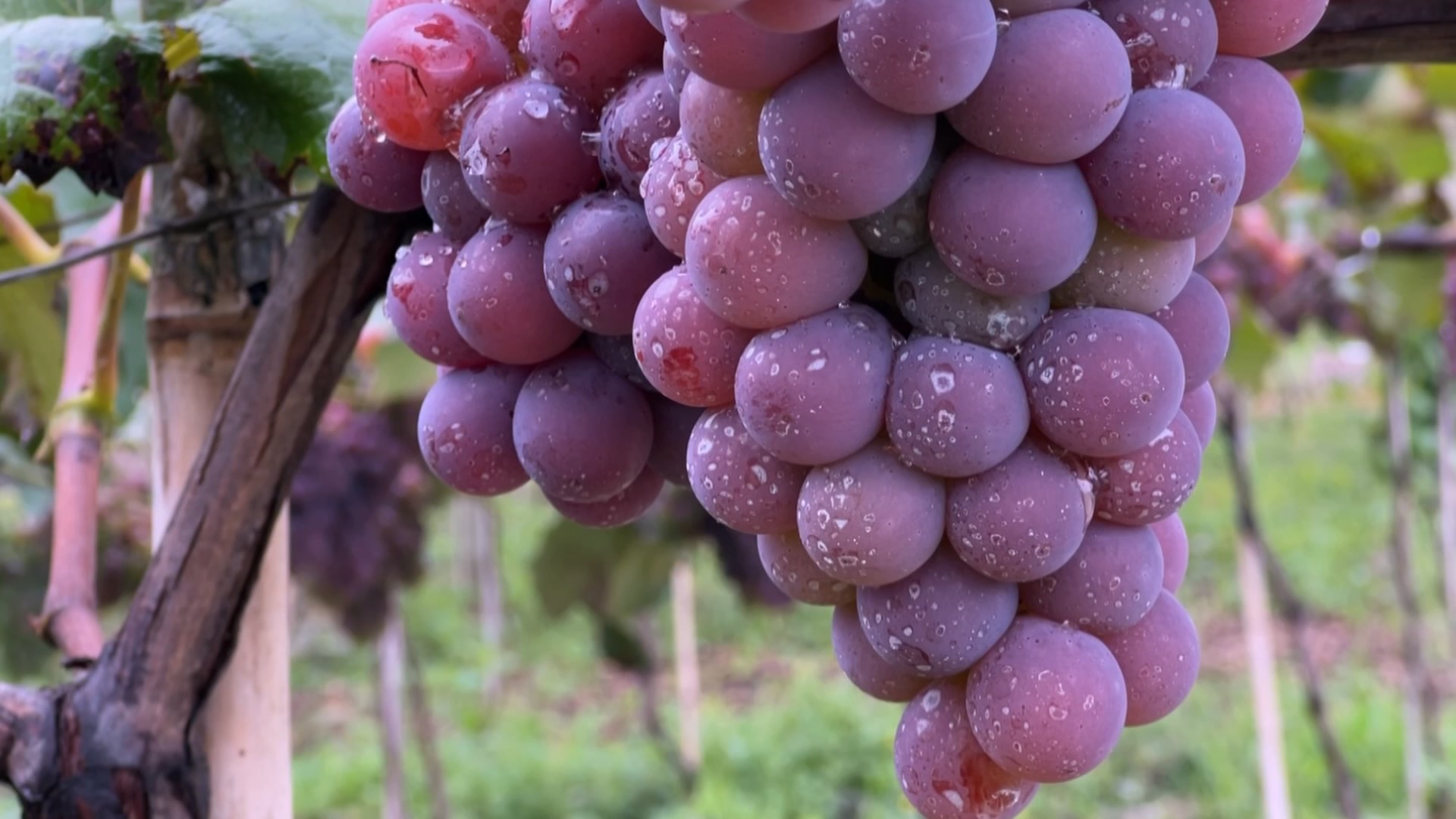 Safra da uva está perto do fim em Jundiaí