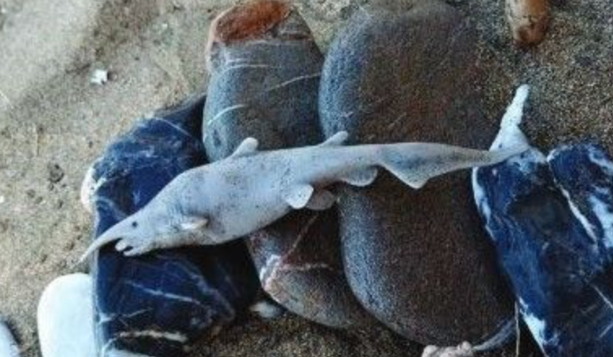 Verdade ou mentira? Tubarão-duende intriga cientistas, que investigam sua veracidade