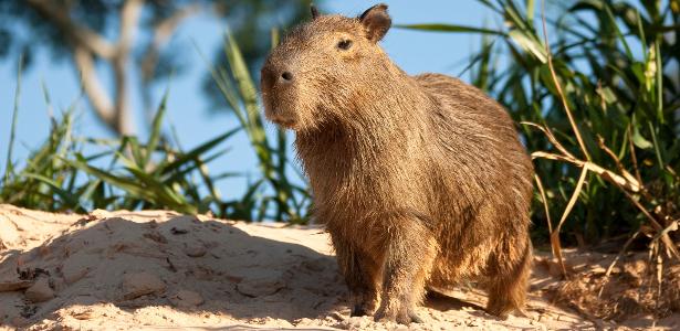 capivaras ganham fãs e até homenagem