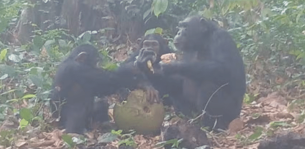 Origem da celebração? Macacos consomem álcool em grupo Origem da celebração? Macacos consomem álcool em grupo