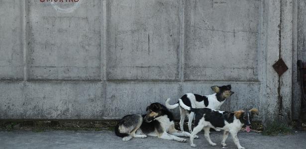 o que os cães de Chernobyl ensinam à ciência o que os cães de Chernobyl ensinam à ciência