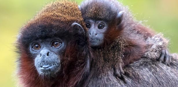 Macacos poderiam falar como os humanos. Então, por que não falam?