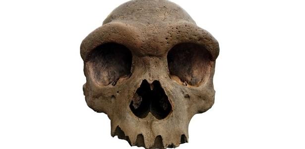 descobertas podem dar pistas sobre humano primitivo