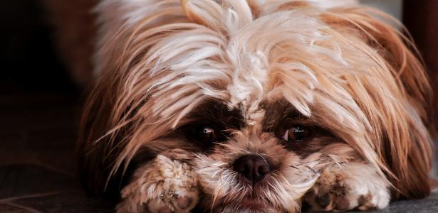 Ciência explica por que seres humanos acham cachorros fofos