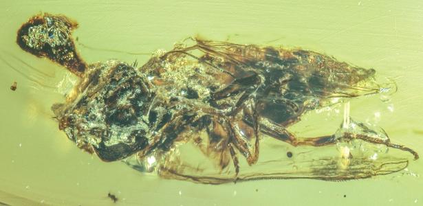 Fungo real de The Last of Us infectava insetos na era dos dinossauros