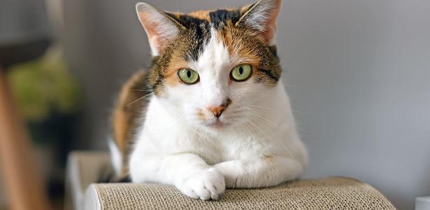 Por que os gatos 'amassam pãozinho'? A ciência tem as respostas