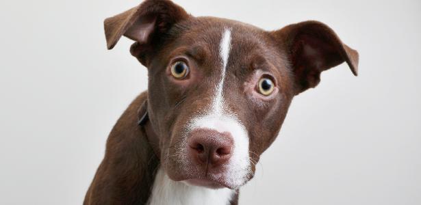 Sabe aquele olhar fofo que cachorros fazem? A ciência explica o motivo