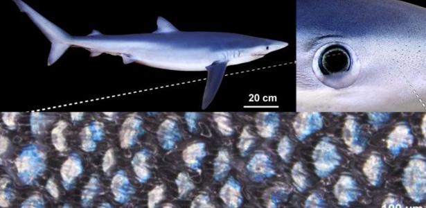 Tubarão que muda de cor? Descoberta impressiona cientistas