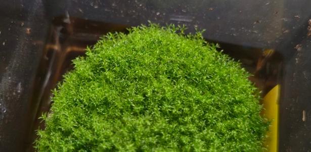 Musgo resiste por 9 meses no espaço e volta pronto para reproduzir